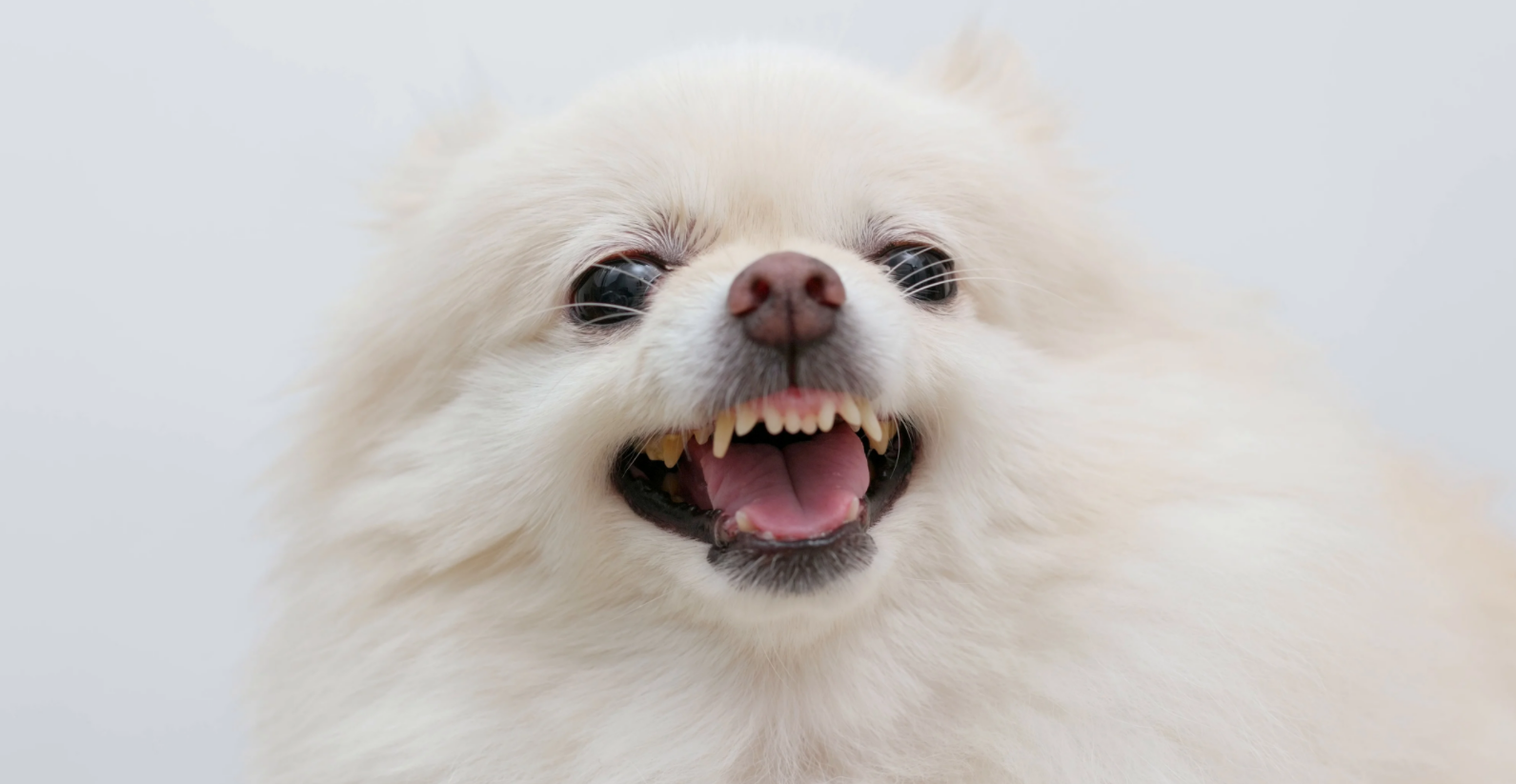 Angry and Rude Pomeranians: Are They Really Bad Dogs? - PomsCare