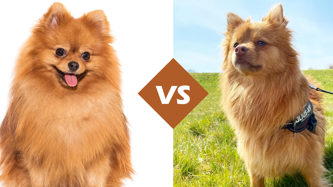 Throwback Pomeranian Dog Breed Facts Traits And Care throwback-pomeranian-dog-breed-facts-traits-and-care