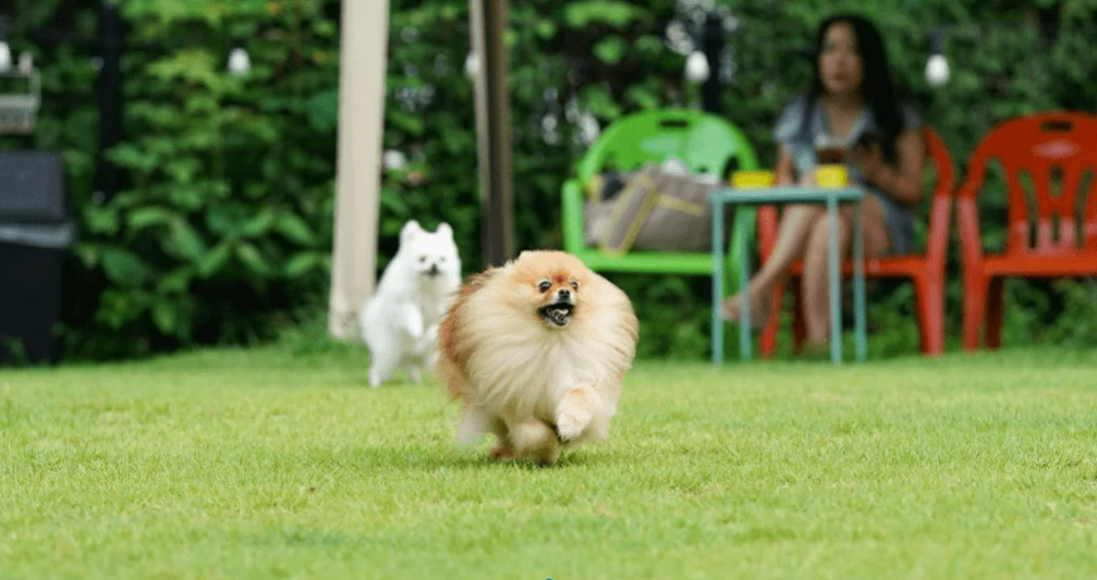 how to care for a beginner pomeranian