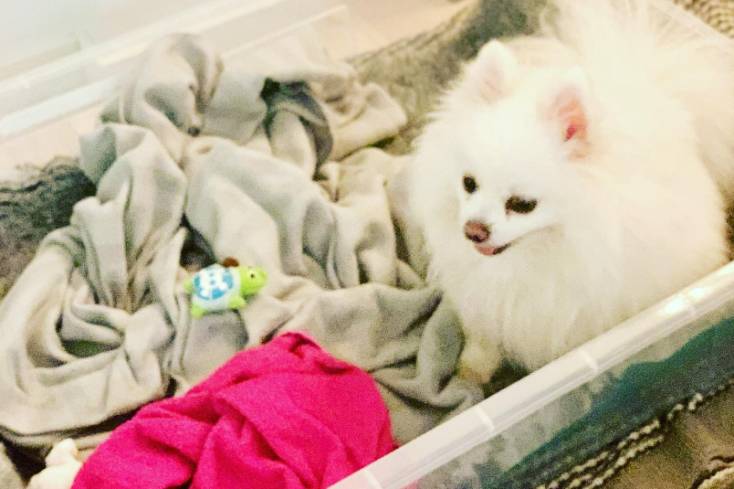 pregnant pomeranian