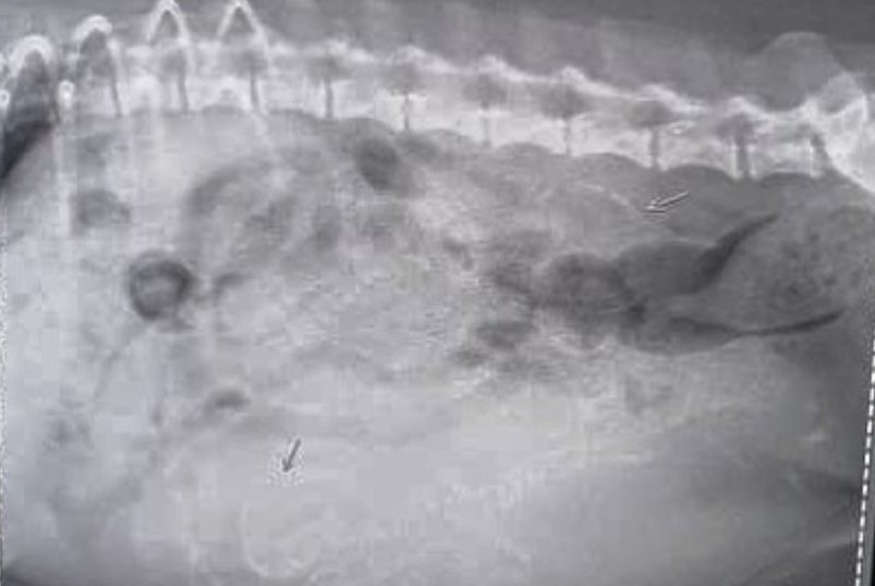 an x-ray of a pregnant pomeranian belly