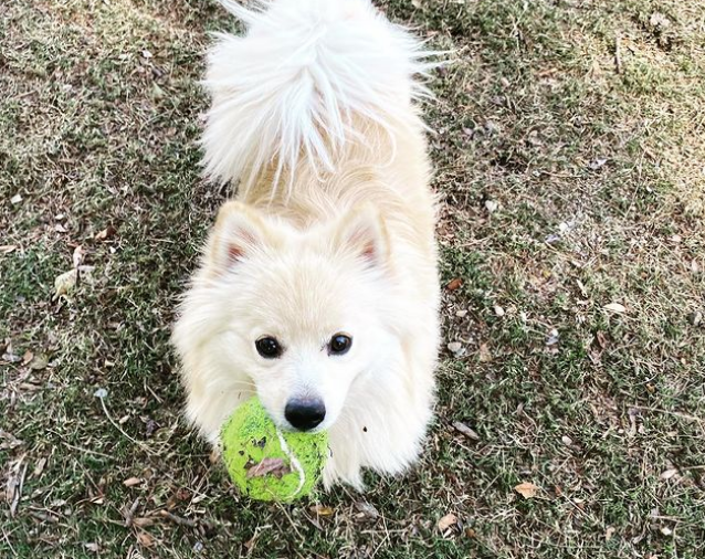 A Throwback Pomeranian is Playing With a Ball