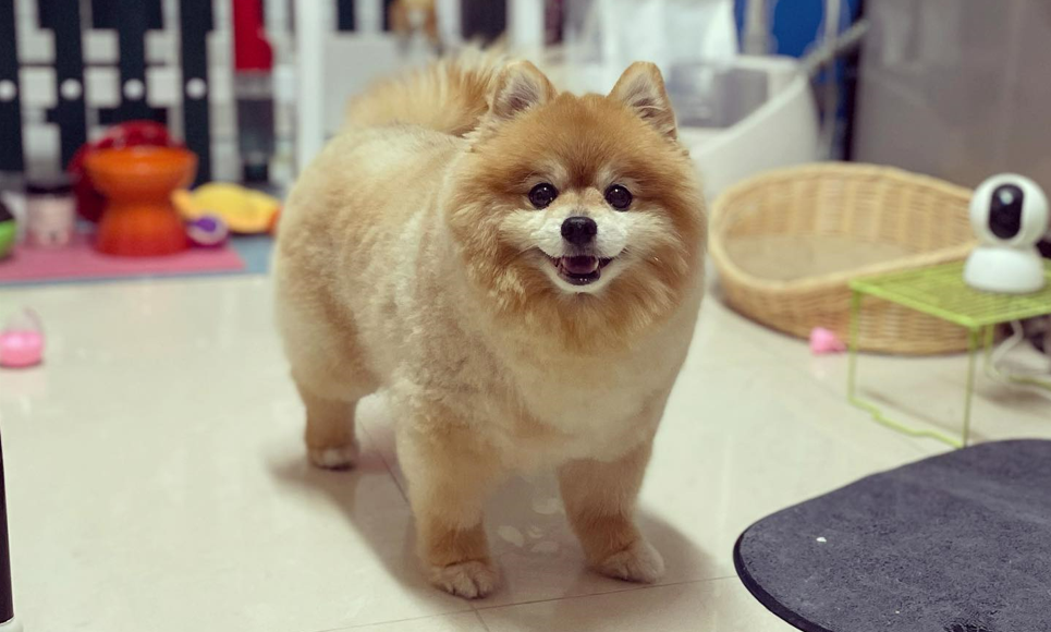 fat pomeranian