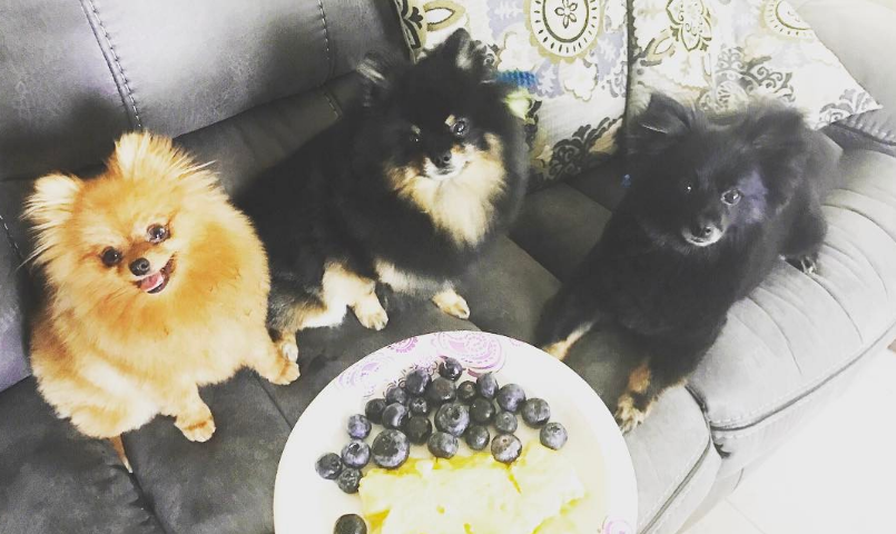 three Pomeranians ready for the dinner