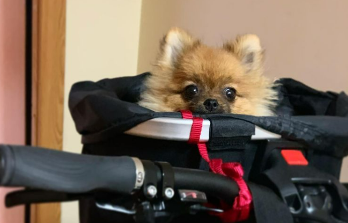 a pomeranian