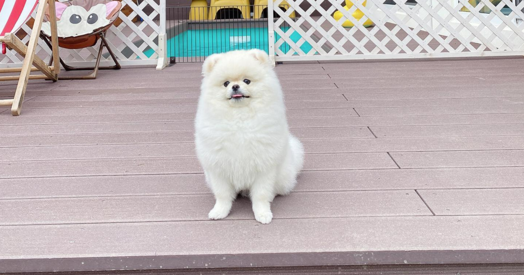 a white Pomeranian sitting