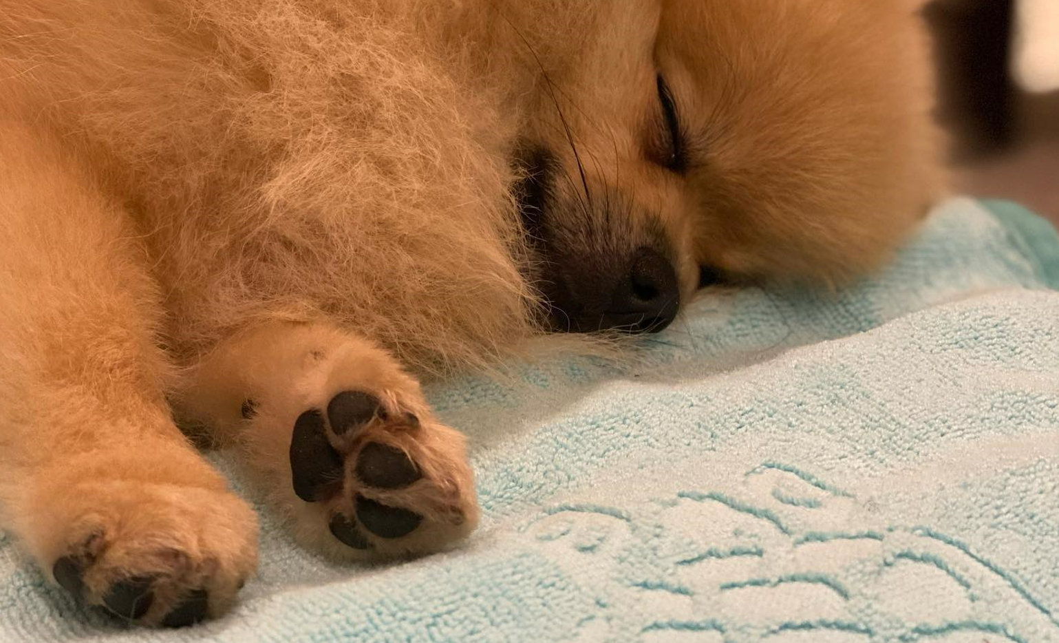 How Many Hours A Day Do Puppies Need To Play