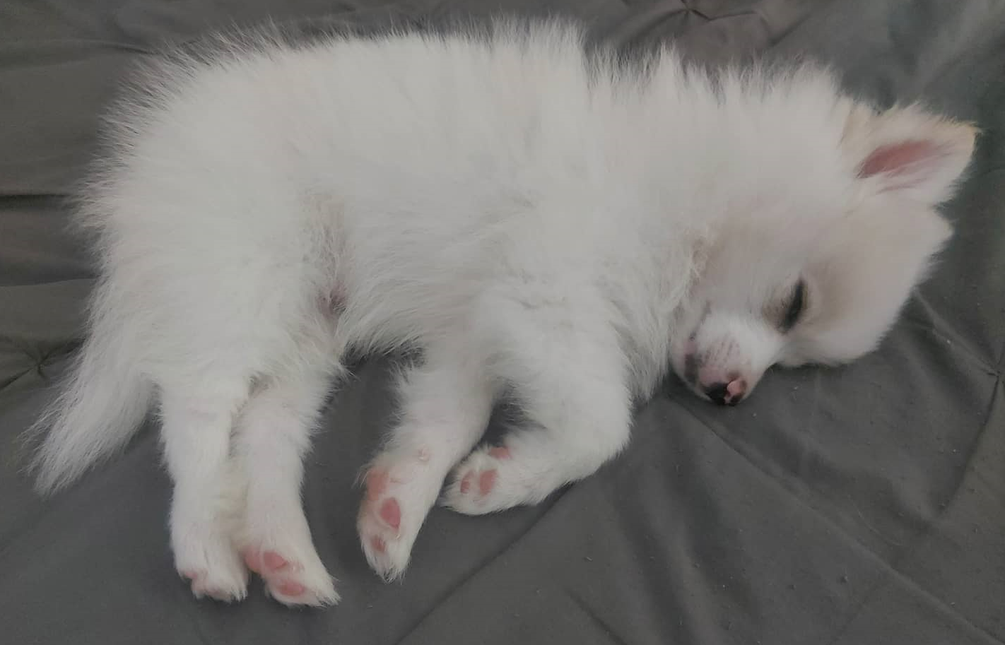 How Many Hours a Day Does a Pomeranian Sleep? PomsCare