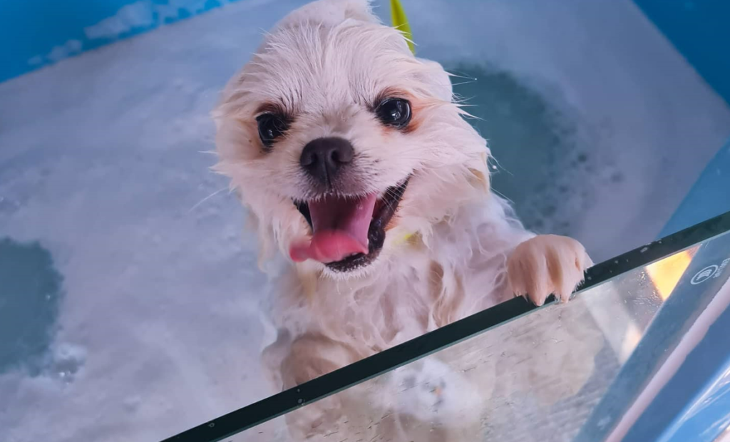 How Often Should I Give my Pomeranian a Bath? PomsCare