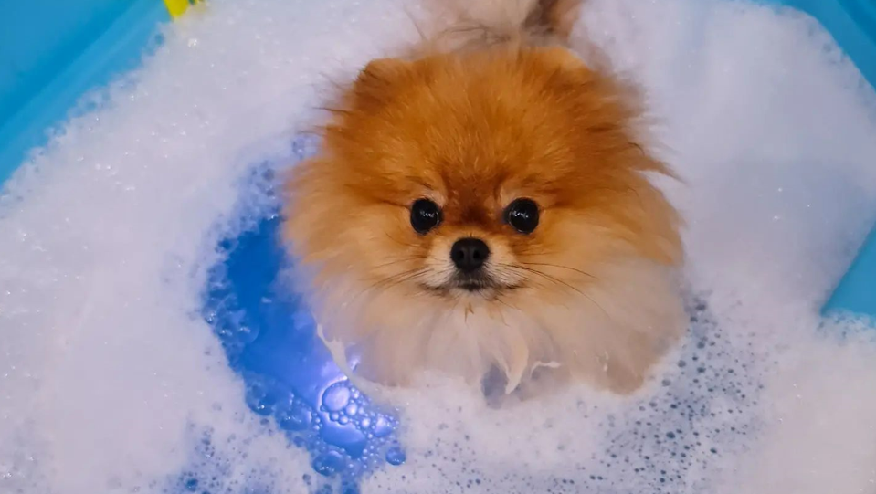 Pomeranian bathing