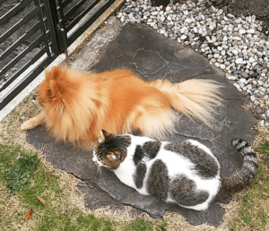 a cat and a pomeranian sitting together