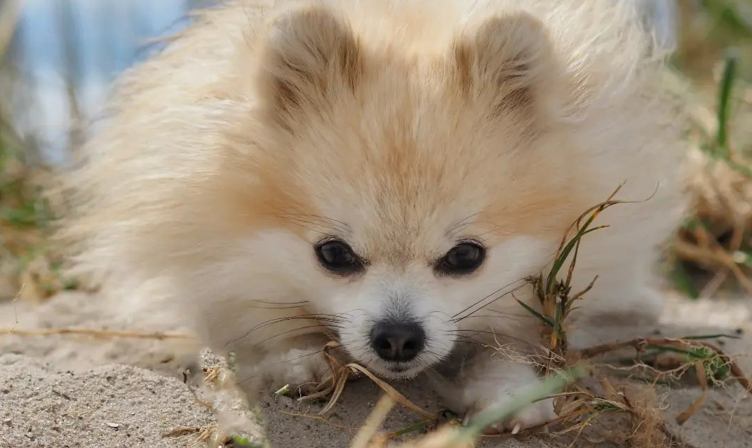 How to Train a Pomeranian Puppy Not to Bite PomsCare
