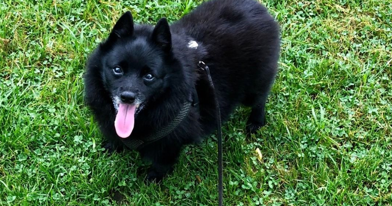Schipperke