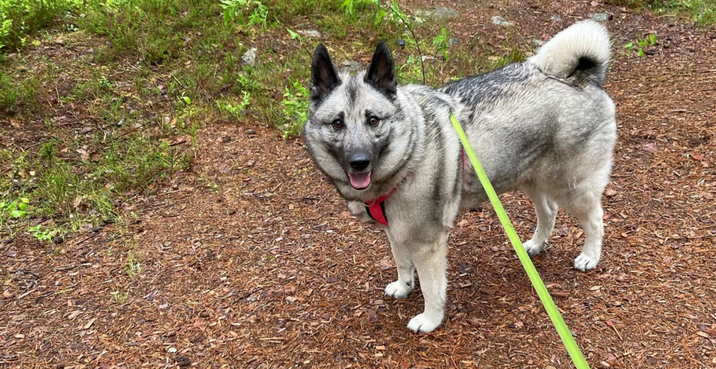 Norweigan Elkhound