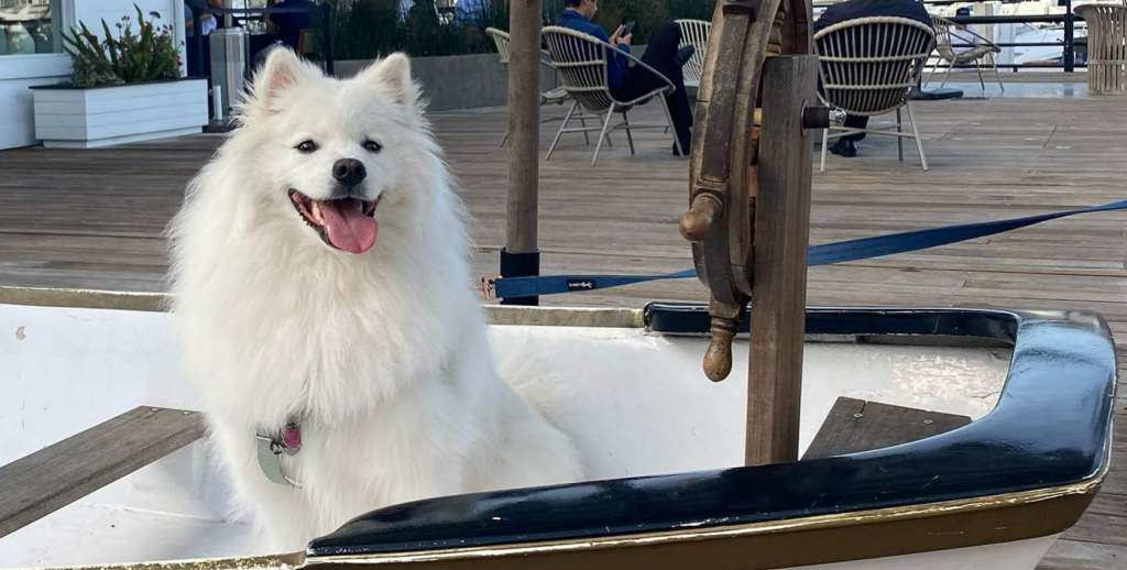 American Eskimo