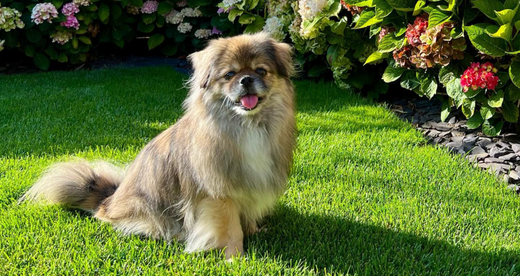Tibetan Spaniel