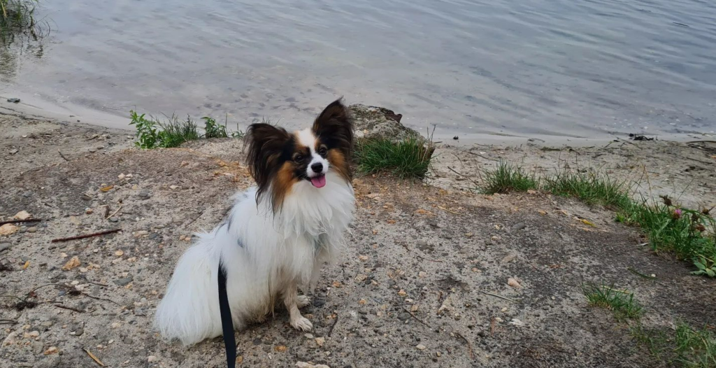 Papillon