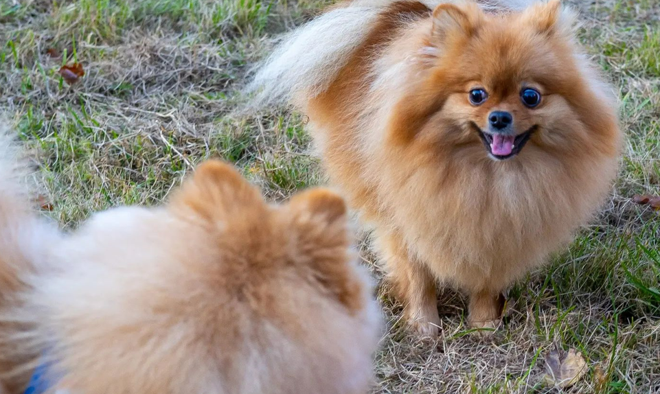 Why Are Some Pomeranians Fluffier Than Others? Explained