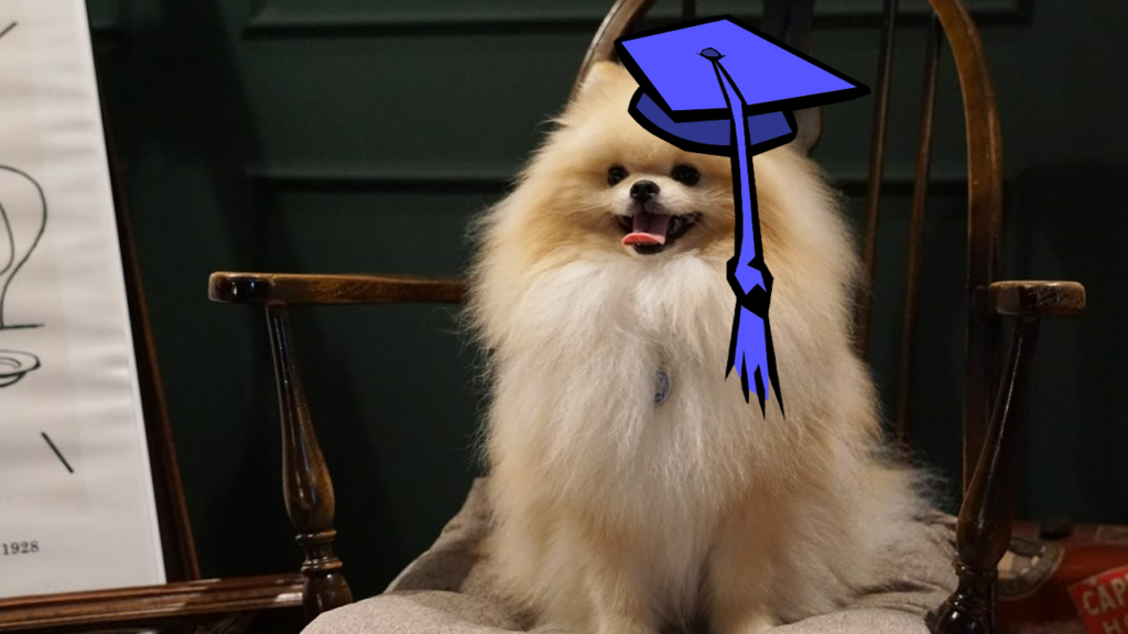 Pomeranian Intelligence How Smart Are They?