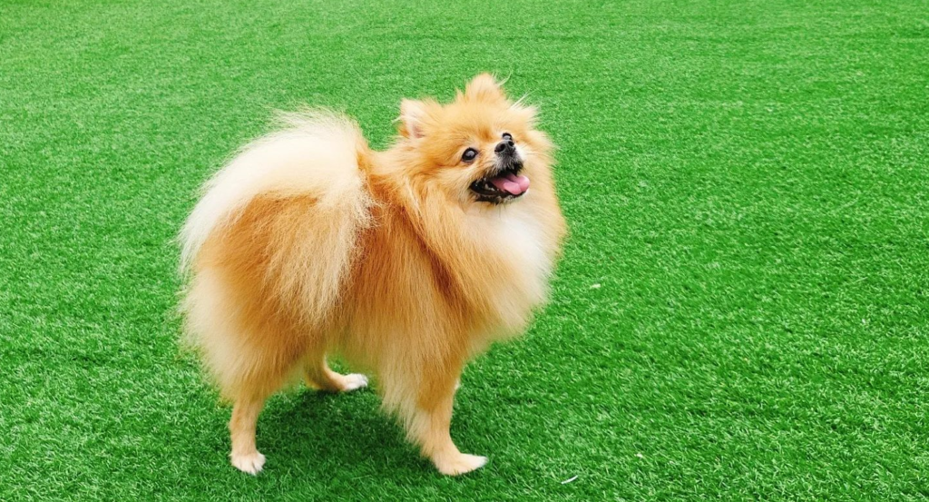 Reasons Why Doesn't Your Pomeranian Wag His Tail & Solutions