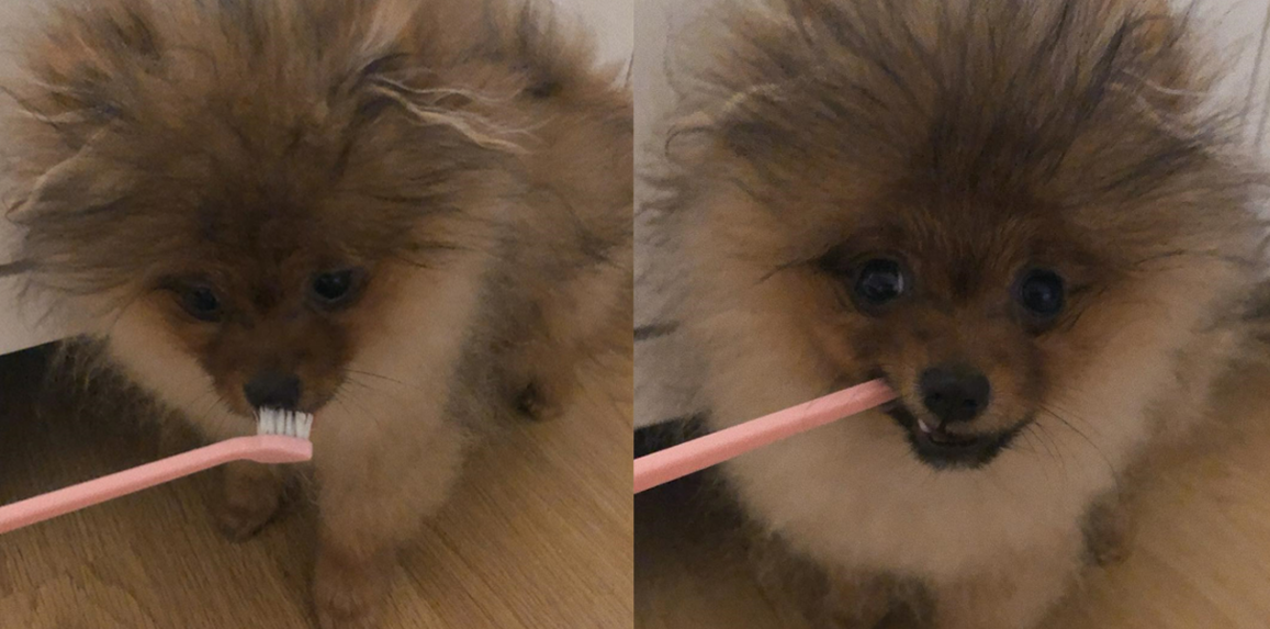 Pomeranian Teeth Types, Dental Problems, Brushing