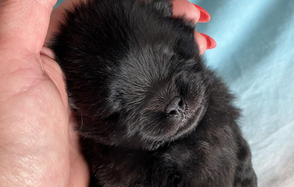 Black Pomeranian Puppy Sleeping On Hand