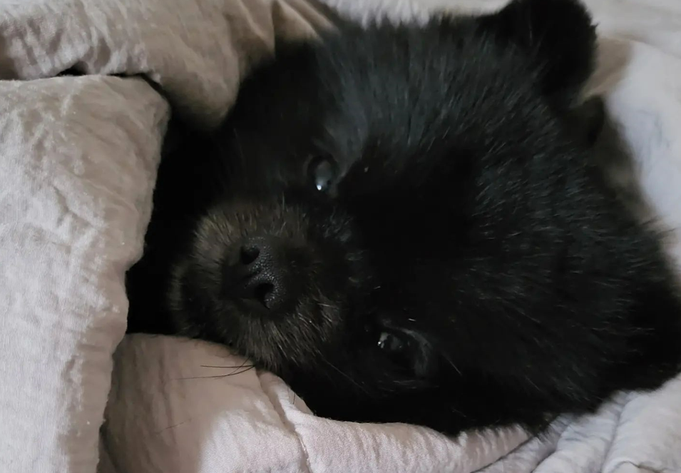 Black Pomeranian Hiding Under Pillows