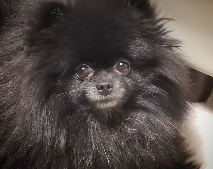 Black Pomeranian Expressions