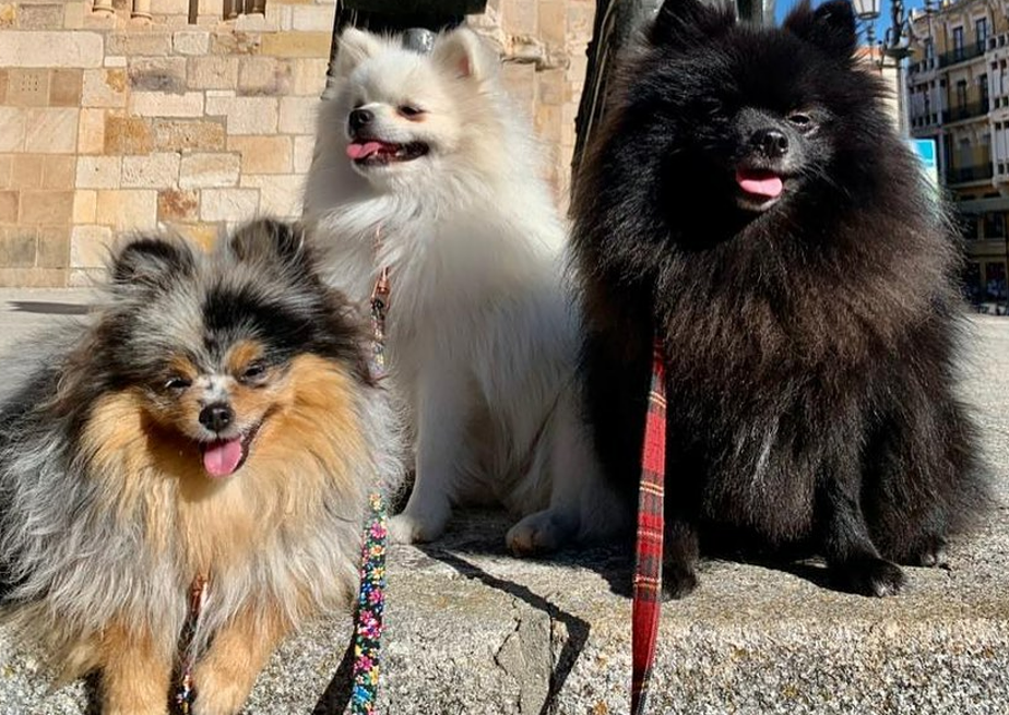 Few Pomeranians