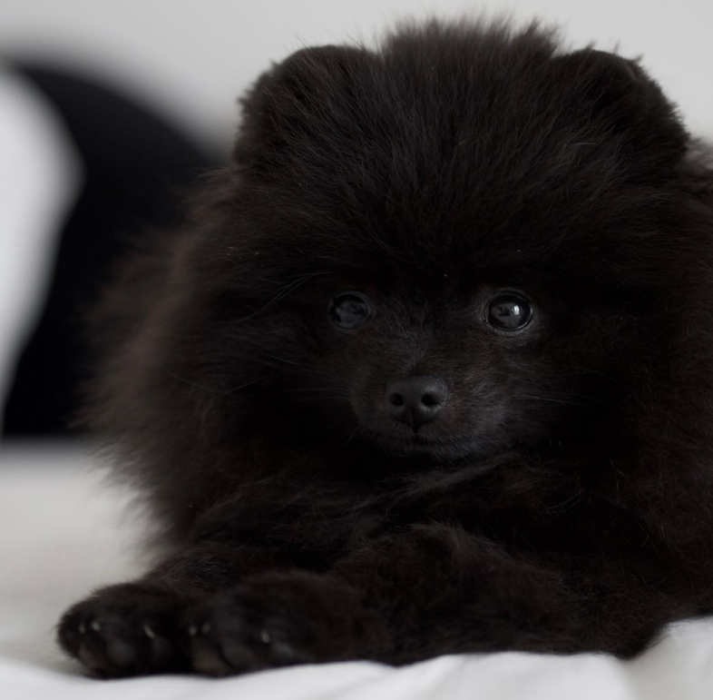 Black Pomeranian Puppy