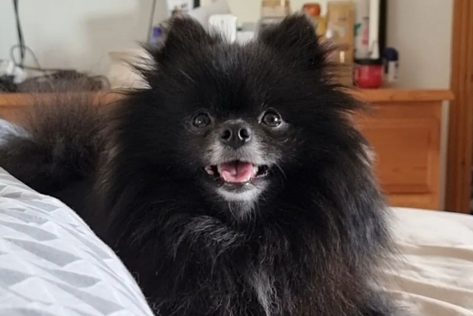 Black Pomeranian Coat