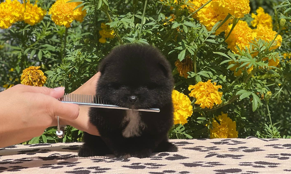Brushing a Black Pomeranian