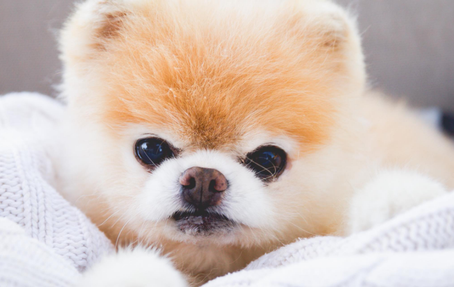 pomeranian teddy bear cut cost