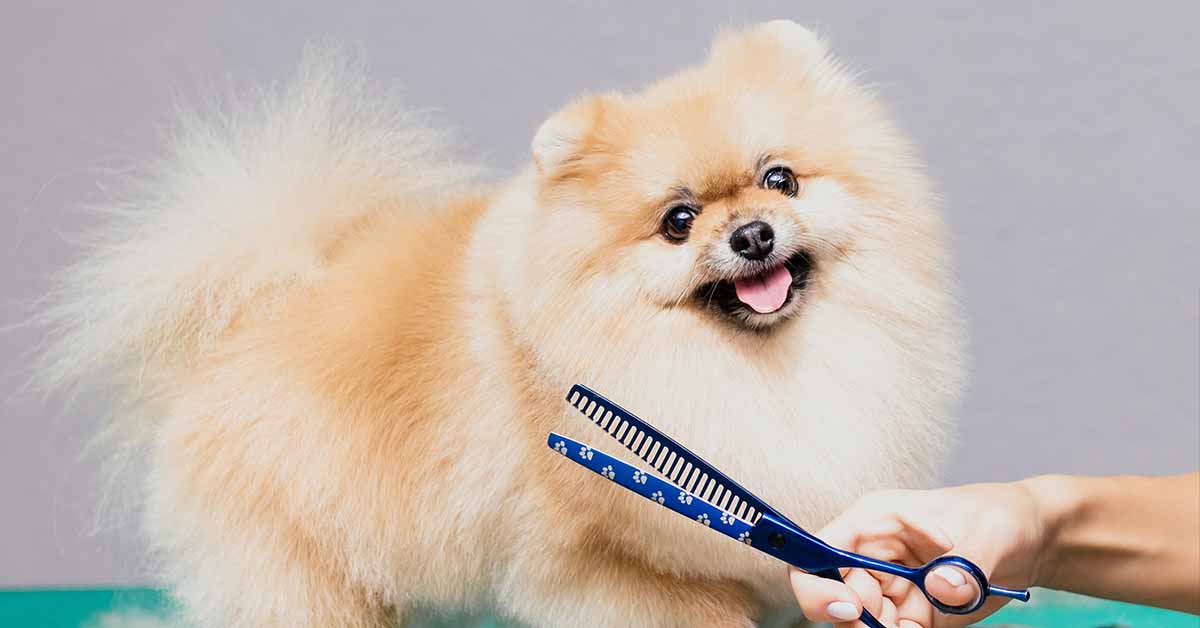 why-is-my-pomeranian-losing-clumps-of-fur-pomscare