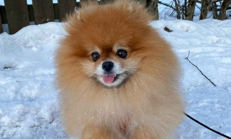 Do Pomeranians Shed? - Pomscare