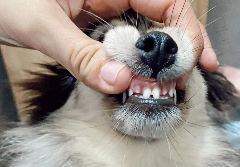 Common Pomeranian Teeth Issues - PomsCare