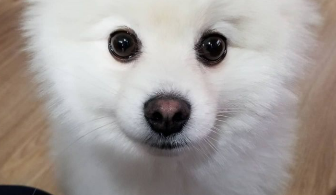 Coconut Oil for Managing Pomeranian Tear Stains - PomsCare