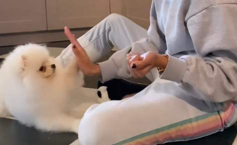 How to Train a Pomeranian