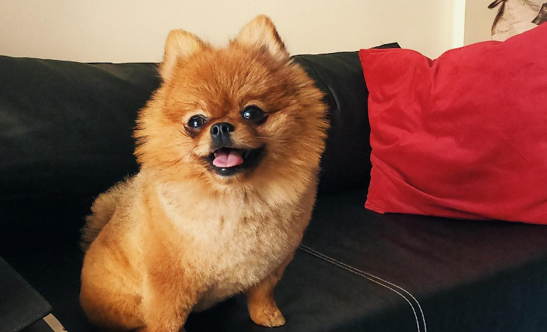 How to Make Your Pomeranian Happy: A Practical Guide for Every Owner